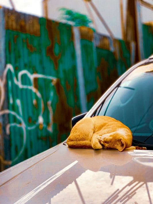 Ways to Avoid Errors in Auto Detailing Every Newbie Makes - Sud Factory